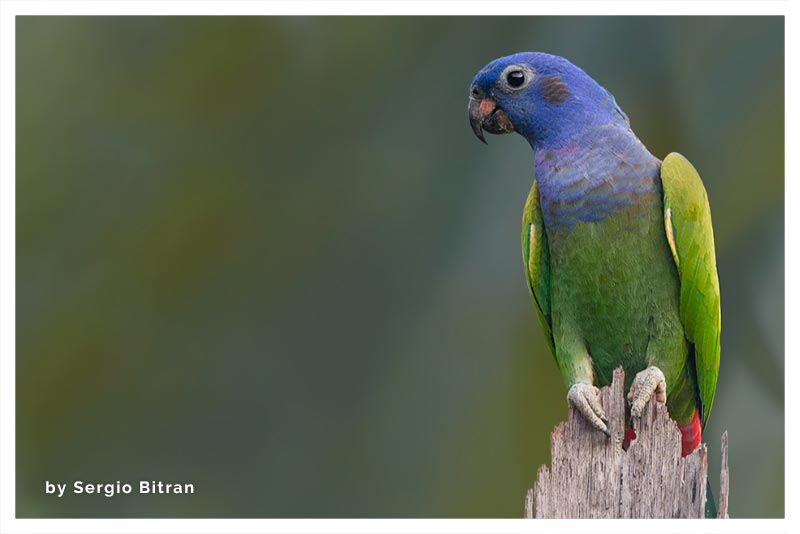 Loro Cabeciazul (Chucuyo) 