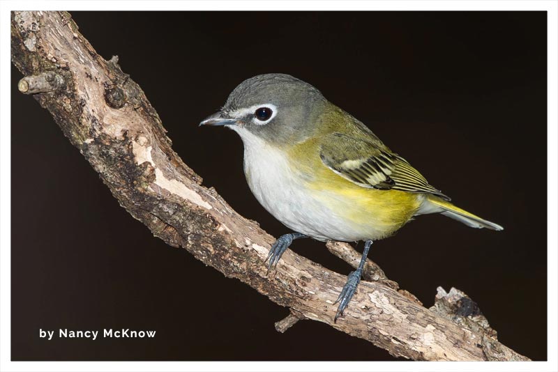 Vireo Solitario 