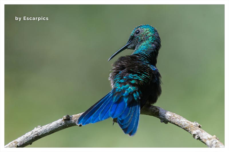 Amazilia Coliazul (Gorrión)