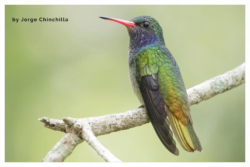 Colibrí Colidorado