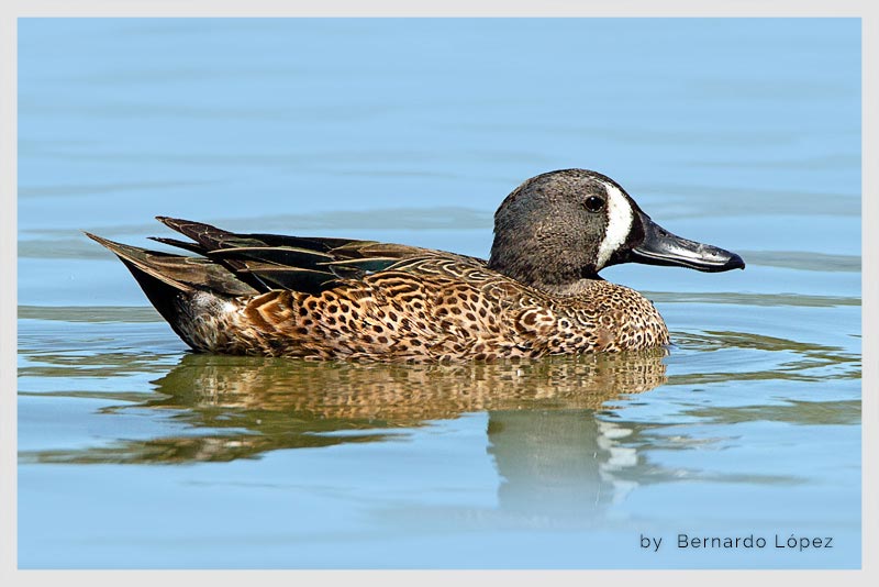 Cerceta Aliazul (Pato Canadiense- Zarceta- Carraco) 