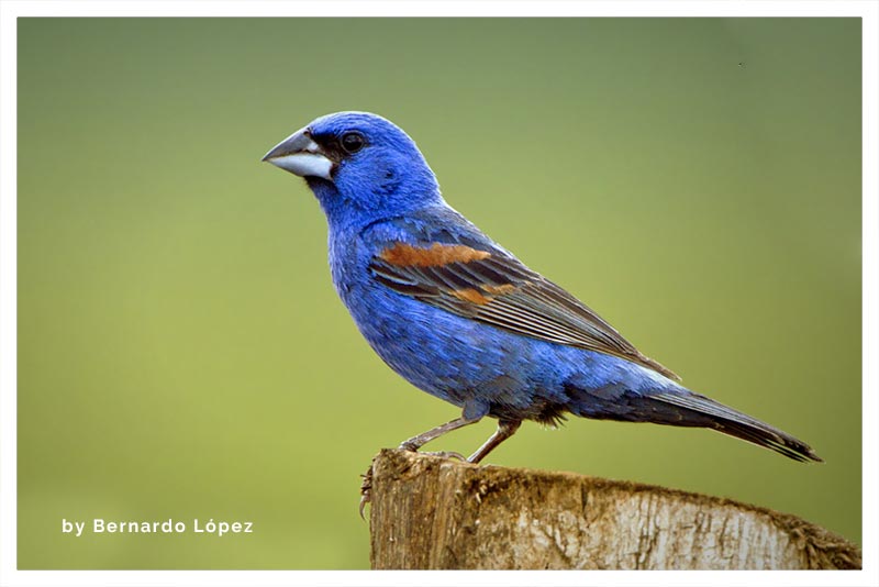 Picogrueso Azul (Alondra) 