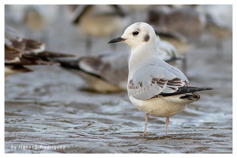 Gaviota de Bonaparte