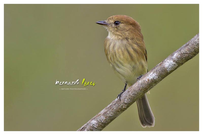 Mosquerito Pechirrayado 