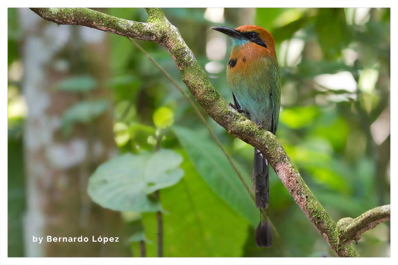 Momoto Piquiancho (Pájaro Bobo)