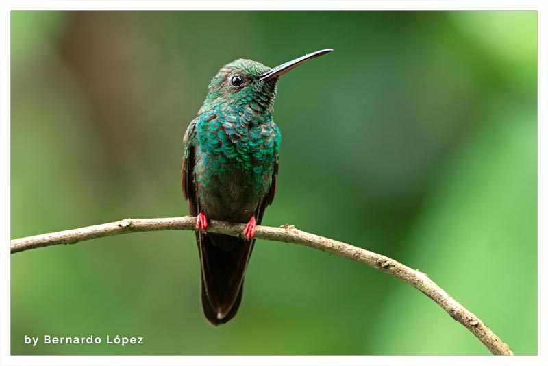 Colibrí Patirrojo