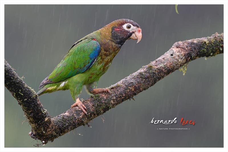 Loro Cabecipardo (Lora) 