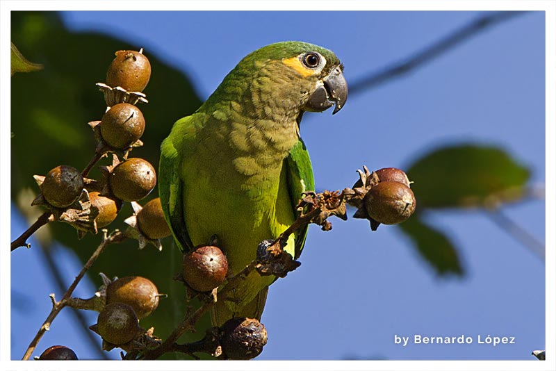 Perico Gorgicafé 