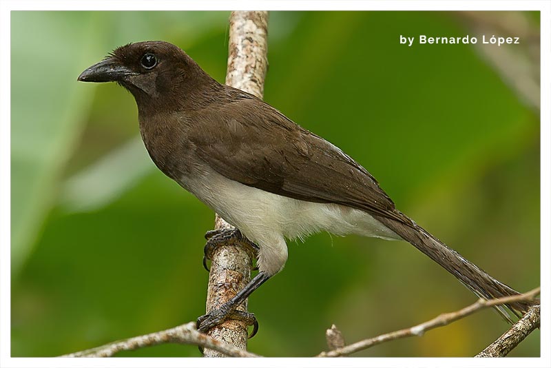 Urraca Parda (Piapia) 