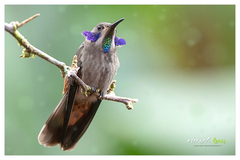 Colibrí Orejivioláceo Pardo