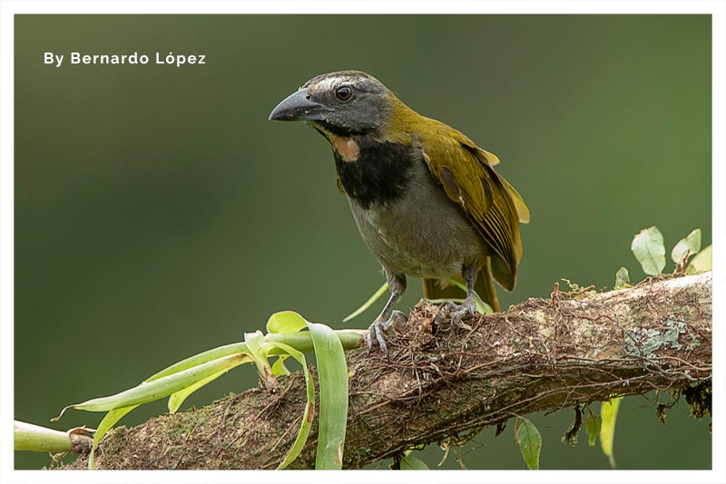 Saltator Gorgianteado (Chayotero- Chojui- Comepuntas- Sinsonte Verde) 