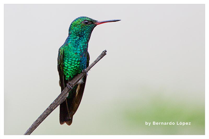 Esmeralda Rabihorcada