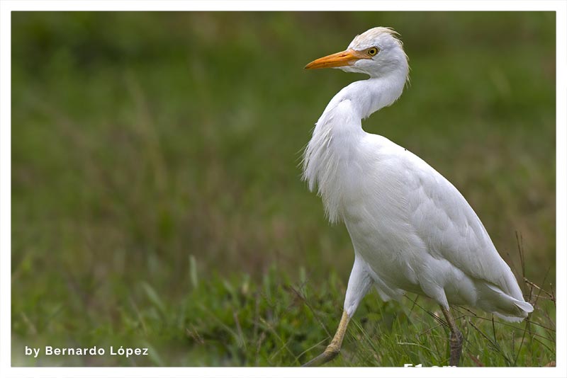 Garcilla Bueyera (Garcilla Ganadera- Garza Vaquera- Garza de Ganado)