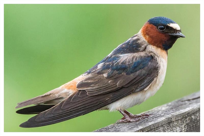 Golondrina Risquera 