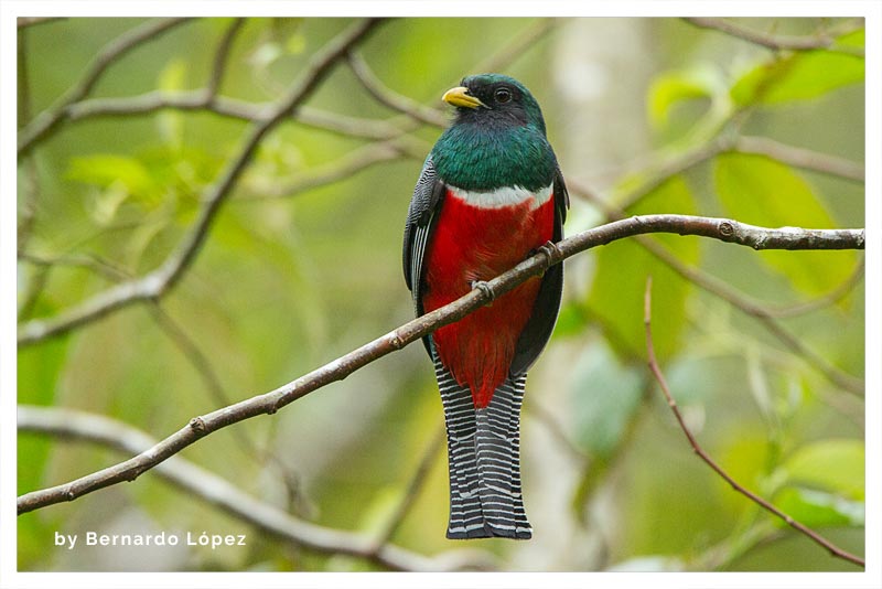 Trogón Collarejo (Viuda Roja- Quetzal Macho)