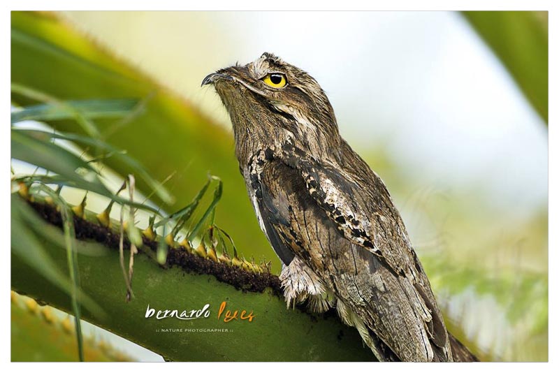 Nictibio Común (Pájaro Estaca- Pájaro Palo)