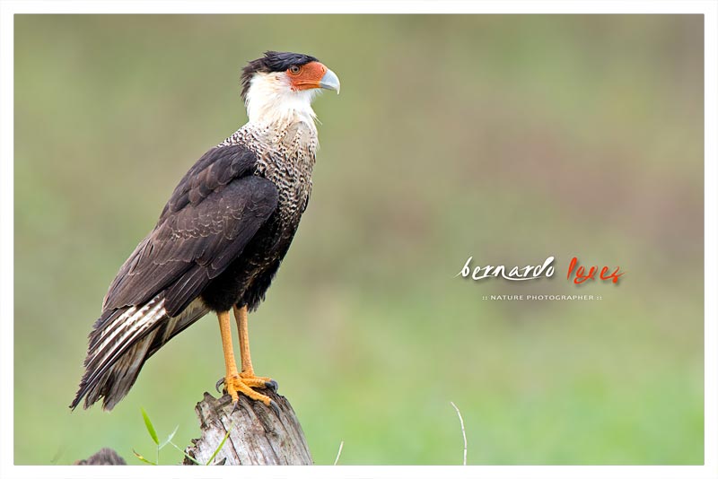 Caracara Cargahuesos (Cargahuesos- Querque- Quebrantahuesos)