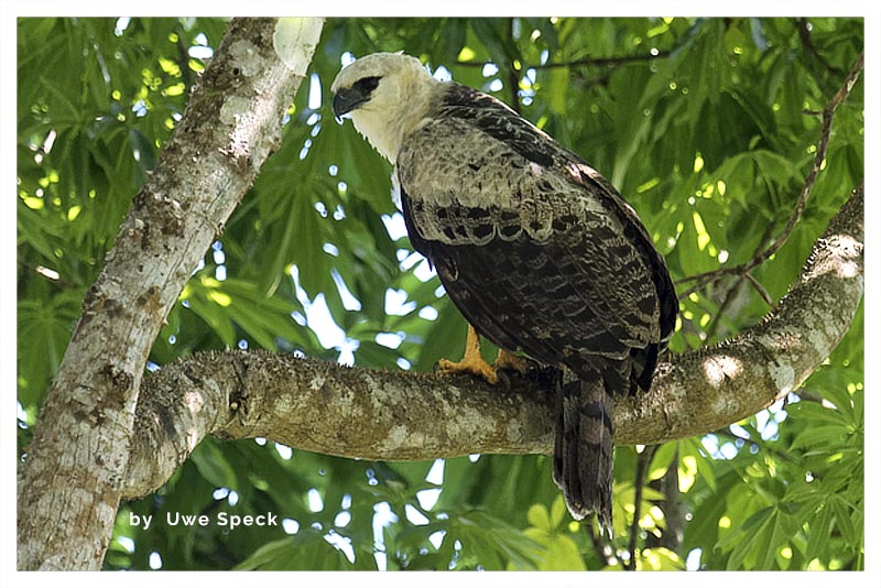 Águila Crestada