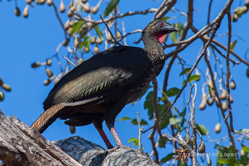 Pava Crestada (Pava Granadera) 