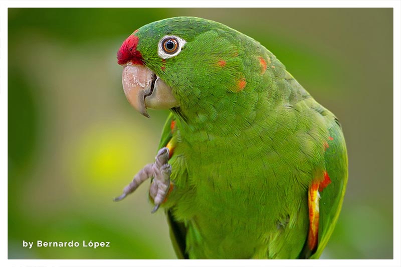 Perico Frentirrojo (Cotorra- Chucuyo- Perico Colilarga o de Palmera)