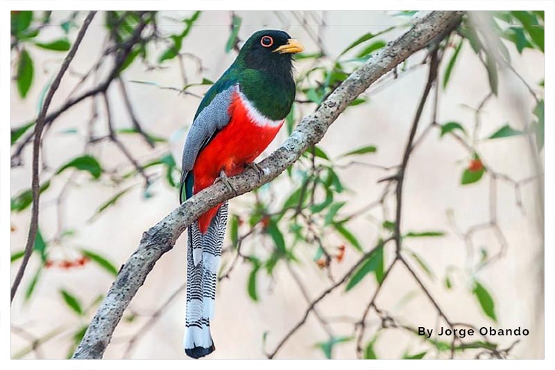 Trogón Elegante (Viuda Roja)