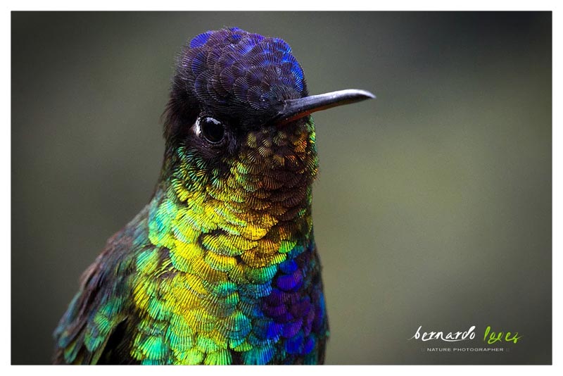 Colibrí Garganta de Fuego