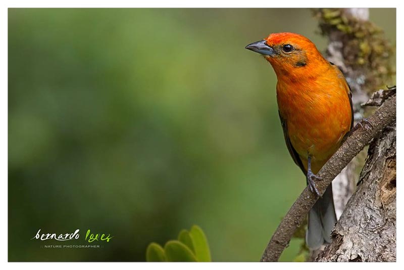Tangara Dorsirrayada (Cardenal) 