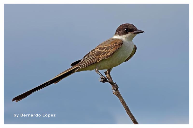 Tijereta Sabanera (Tijerilla) 