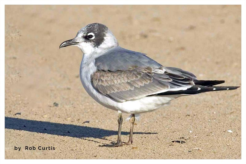 Gaviota de Franklin