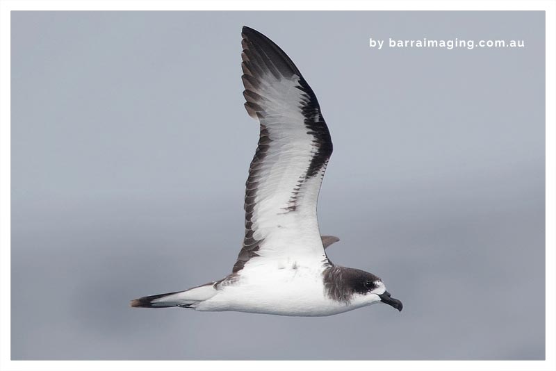 Petrel de Galápagos- Petrel Lomioscuro