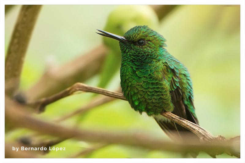 Colibrí Esmeralda Jardinero