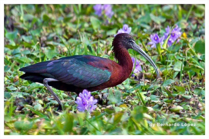 Ibis Morito (Coco Negro)