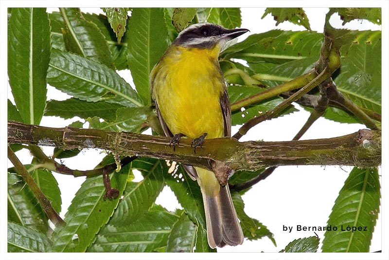 Mosquero Vientridorado (Pecho Amarillo) 