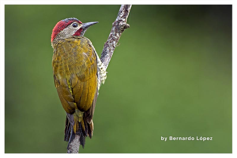 Carpintero Verde Dorado