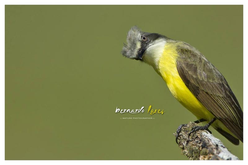 Mosquero Cabecigrís (Pecho Amarillo) 