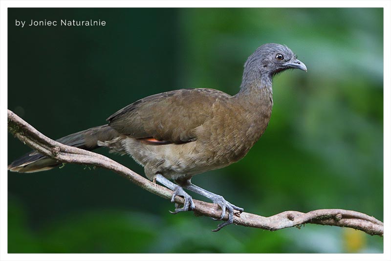 Chachalaca Cabecigrís (Chachalaca- Pavita) 