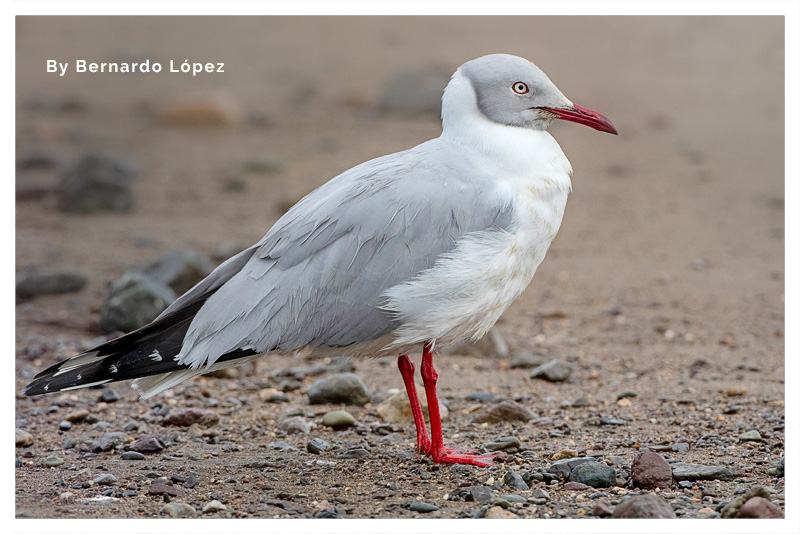 Gaviota capuchigris