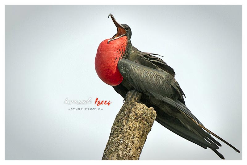 Rabihorcado Grande (Tijereta)