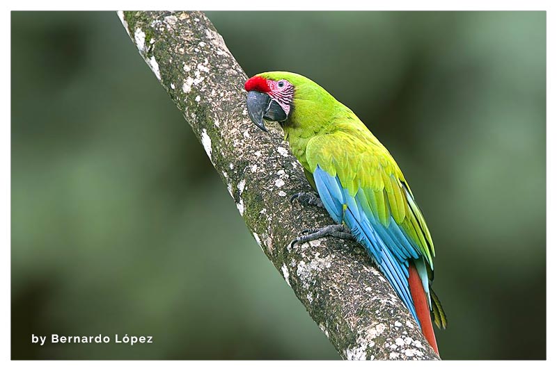 Guacamayo Verde Mayor (Lapa Verde) 
