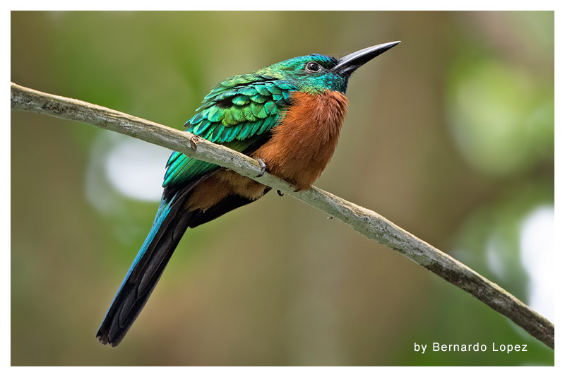 Jacamar Grande