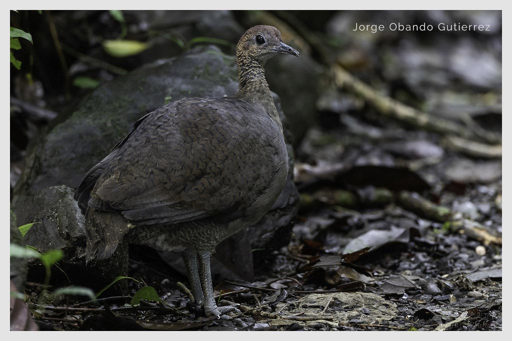 Tinamú Grande (Gallina de monte- Perdiz- Gongolona- Yerre)
