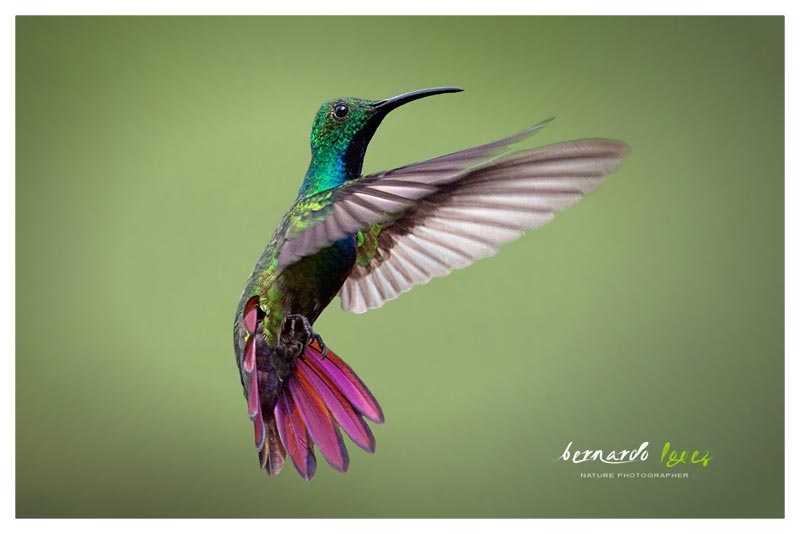 Colibrí Manguito Pechiverde