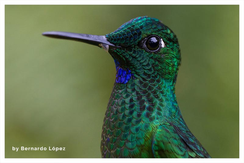 Colibrí Brillante Frentiverde