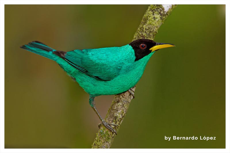 Mielero Verde (Rey de Mar- Verde Mar- Rey de Trepadores) 