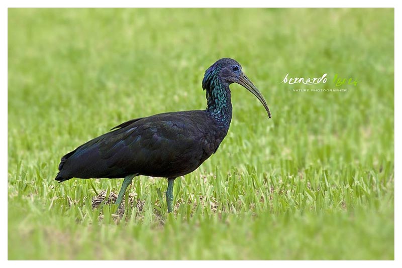 Ibis Cabezón (Coco Negro)