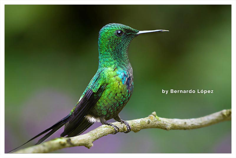 Colibrí Colicerda Verde