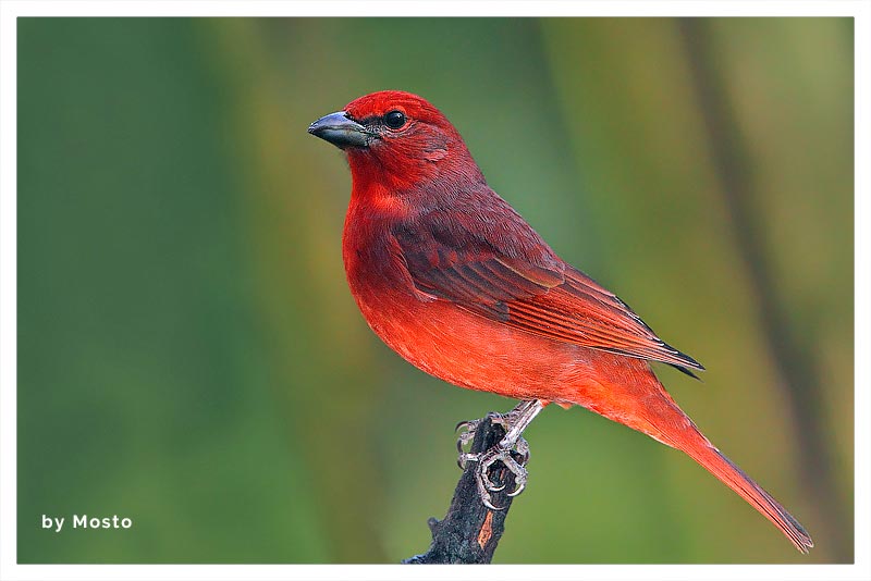 Tangara Bermeja (Cardenal) 