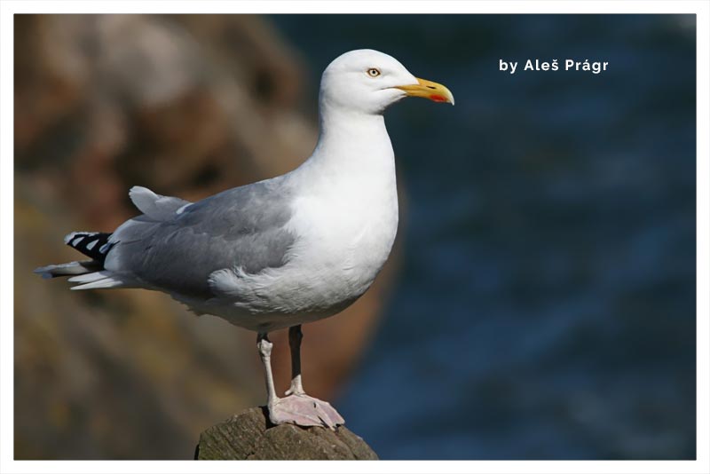 Gaviota Argéntea