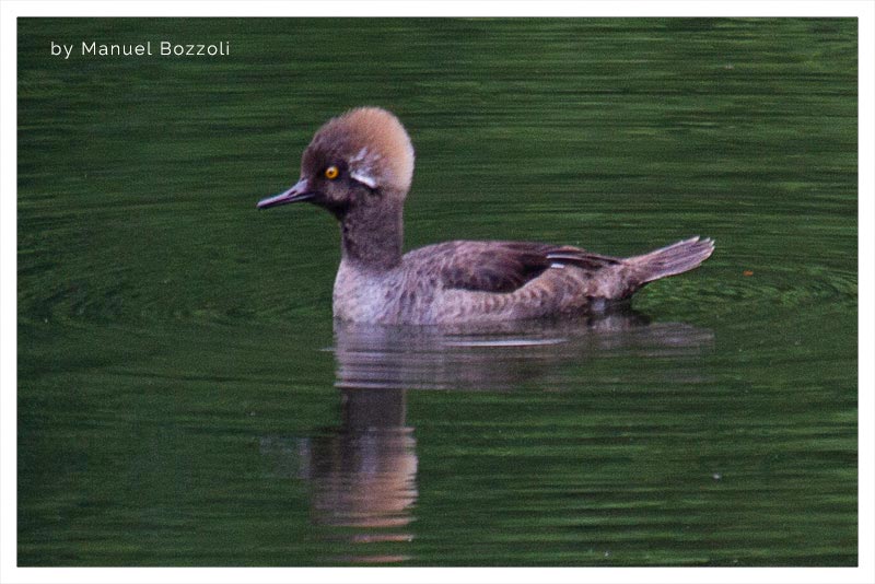 Serreta Capuchona (Pato de Cresta) 