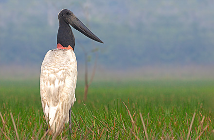 Jabirú (Galán Sin Ventura- Veterano)